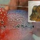 Newly Employed Indon Maid Takes Instruction Too Literally, Fried Employer's Pet Luohan Fish - World Of Buzz 5