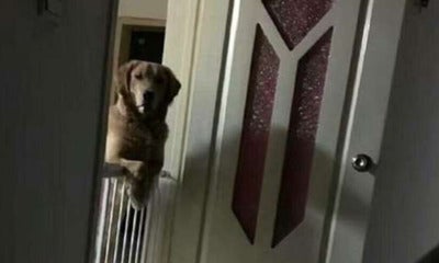 The Dog Would Stay Outside His Bedroom Every Night And Look At Him As He Falls Asleep. - World Of Buzz 1