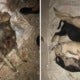 Cruel People Are Torturing Stray Dogs to Death in Selayang By Poisoning, Burning & Chopping Them - WORLD OF BUZZ