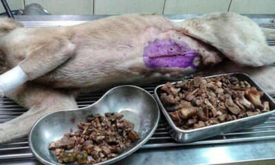"This Picture Is Taken After 1.3KGs of Undigested Bones Were Retrieved From The Dog's Stomach" - WORLD OF BUZZ