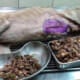 "This Picture Is Taken After 1.3KGs of Undigested Bones Were Retrieved From The Dog's Stomach" - WORLD OF BUZZ