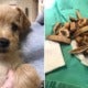 3-Month-Old Puppy Dies After Vet Removes Almost 50 Undigested Bones From His Stomach - WORLD OF BUZZ 2