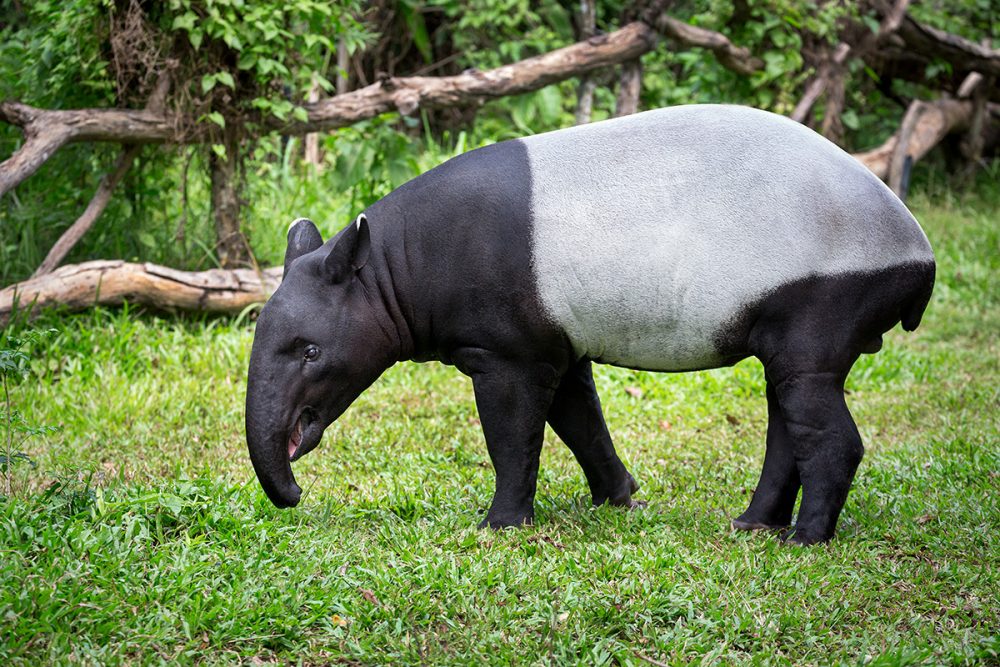 Tapirus indicus shutterstock 411690637 1000x667 1