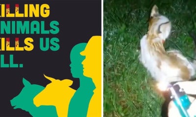 peta cat