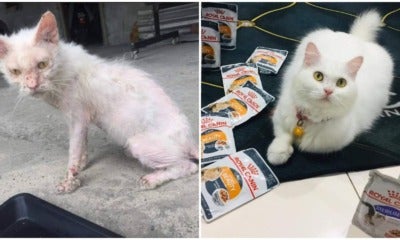 kitty