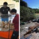 pahang livestock lost flood