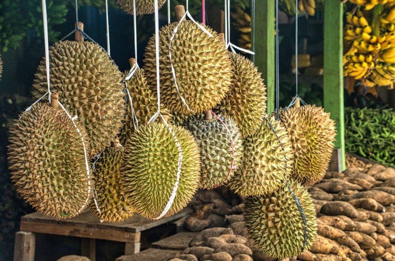 durian 2
