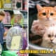WOB EkspoKucing feat 1