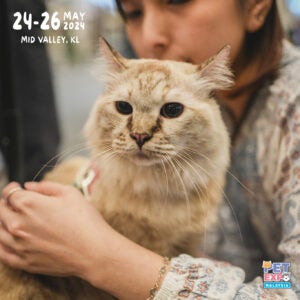 cat 004